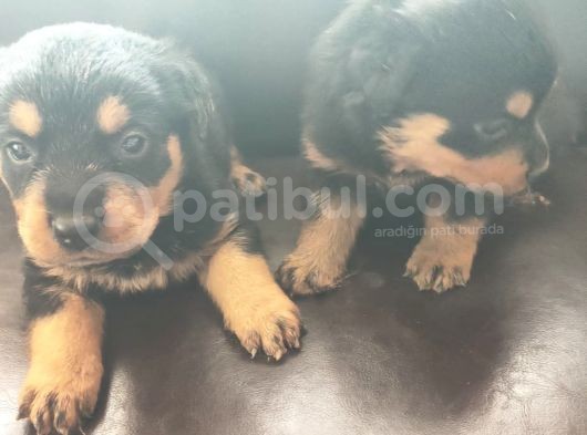 Rottweiler Yavrusu