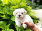 Yakışıklı Maltipoo