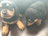 Rottweiler Yavrusu