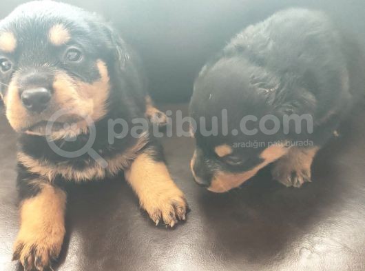Rottweiler Yavrusu görsel