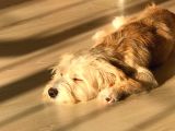 8 Aylık Erkek Maltipoo Köpek