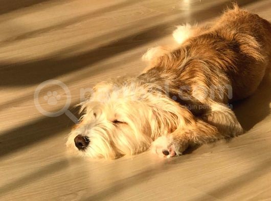 8 Aylık Erkek Maltipoo Köpek