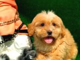 2.5 Aylık Erkek Maltipoo Yavrumuz
