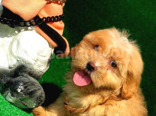 2.5 Aylık Erkek Maltipoo Yavrumuz