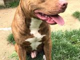 Rednose Pitbull