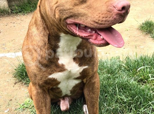 Rednose Pitbull görsel