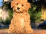 Irk Ve Sağlık Garantili Maltipoo Yavrularımız
