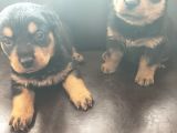 Rottweiler Yavrusu