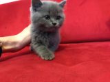 Çok Uygun Di̇şi̇ British Shorthair
