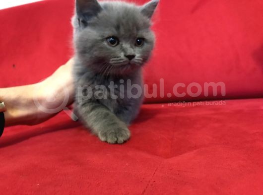 Çok Uygun Di̇şi̇ British Shorthair görsel