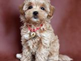 Renkli Terrier Değil Safkan Maltipoo Arayanlara