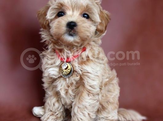 Renkli Terrier Değil Safkan Maltipoo Arayanlara