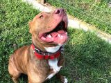 Rednose Pitbull