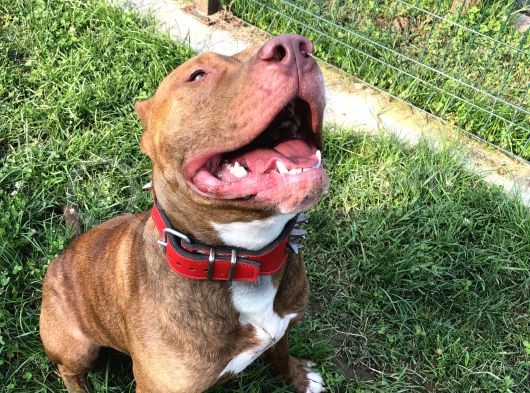 Rednose Pitbull