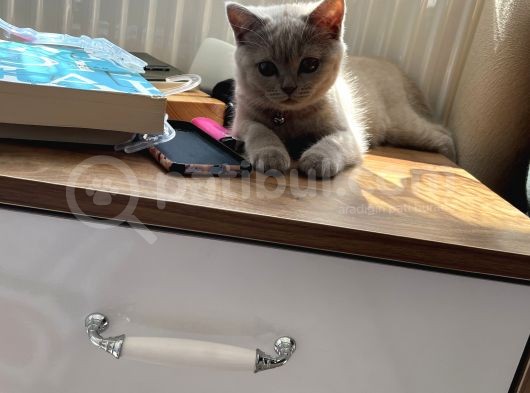 2 Aylık Akıllı Ve Uslu Dişi Yavrumuz