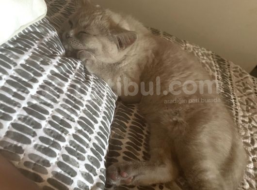 2 Aylık Akıllı Ve Uslu Dişi Yavrumuz görsel