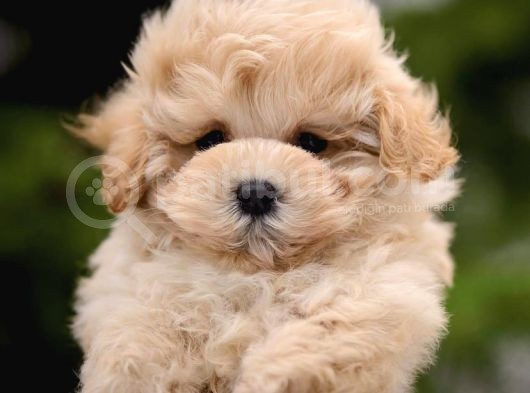 Kendi Üretimimiz F1 Maltipoo Yavrularımız görsel