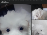 Irk Ve Sağlık Garantili Maltipoo Yavrularımız