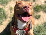 Rednose Pitbull