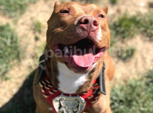 Rednose Pitbull görsel