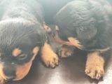 Rottweiler Yavrusu