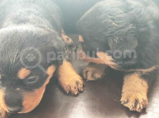Rottweiler Yavrusu görsel