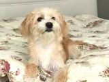 8 Aylık Erkek Maltipoo Köpek