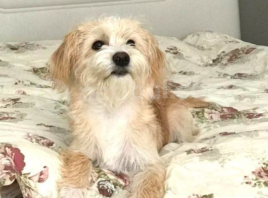 8 Aylık Erkek Maltipoo Köpek görsel