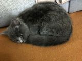 British Shorthair Sağlıklı Gri Aşıları Tam