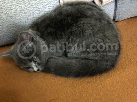 British Shorthair Sağlıklı Gri Aşıları Tam görsel