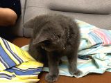 British Shorthair Sağlıklı Gri Aşıları Tam