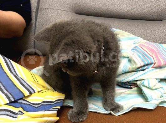 British Shorthair Sağlıklı Gri Aşıları Tam görsel