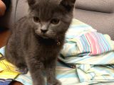 British Shorthair Sağlıklı Gri Aşıları Tam