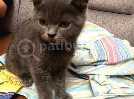British Shorthair Sağlıklı Gri Aşıları Tam görsel