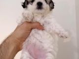 Maltipoo Yavrularımız