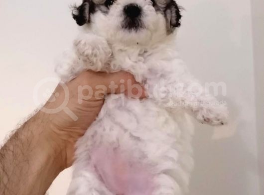 Maltipoo Yavrularımız görsel