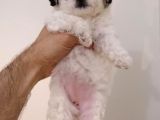Maltipoo Yavrularımız
