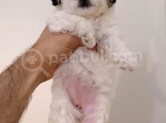 Maltipoo Yavrularımız görsel