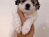 Maltipoo Yavrularımız