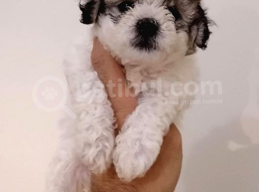 Maltipoo Yavrularımız görsel