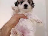 Maltipoo Yavrularımız