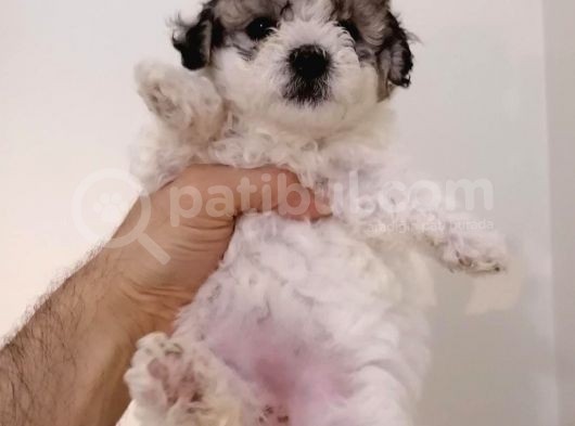 Maltipoo Yavrularımız