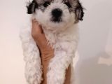 Maltipoo Yavrularımız