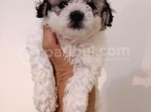 Maltipoo Yavrularımız görsel