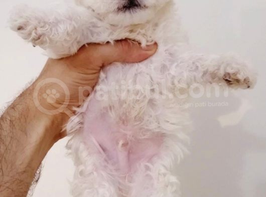 Maltese Terier Bebeklerimiz görsel