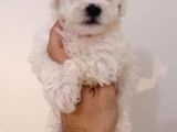 Maltese Terier Bebeklerimiz