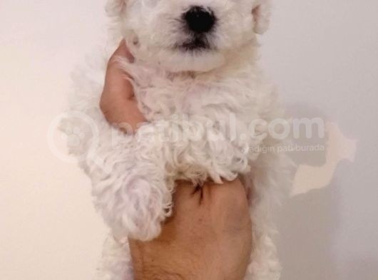 Maltese Terier Bebeklerimiz görsel