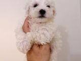 Maltese Terier Bebeklerimiz