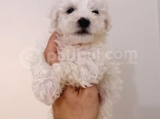 Maltese Terier Bebeklerimiz görsel