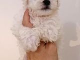 Maltese Terier Bebeklerimiz